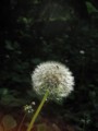 Dandelion close up